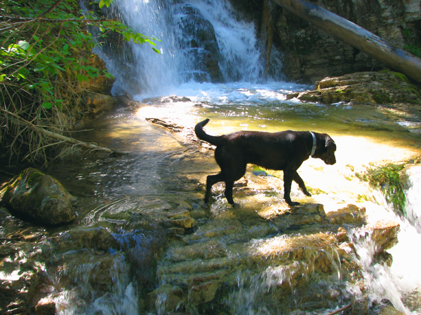 Dog at Waterfall